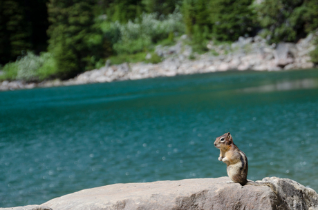 chipmunk, genietend van de zon