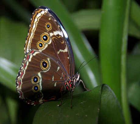 Morpho vlinder