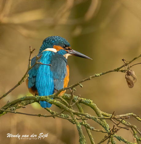 IJsvogel