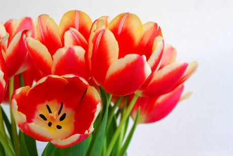 Tulpen (2)