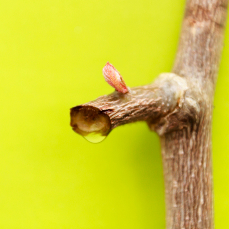 Ontluiken blad kiwiboom