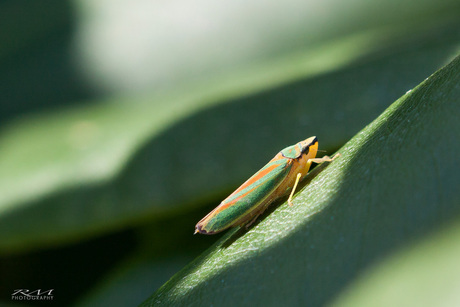 rododendroncicade (Graphocephala fennahi).jpg