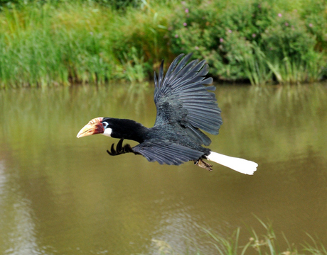 neushoorn vogel