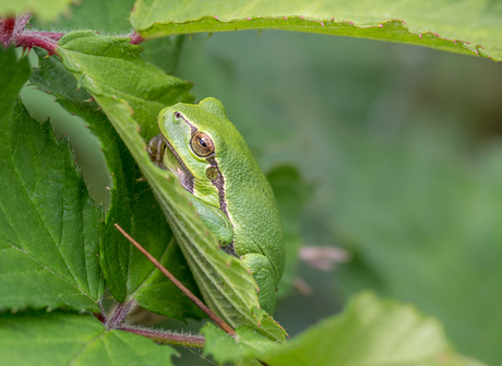 Hiding in the green