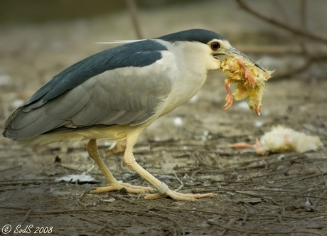 Kwak @ Blijdorp