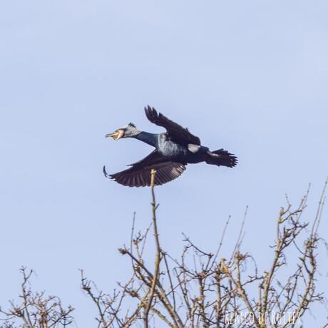 Onderweg naar het nest