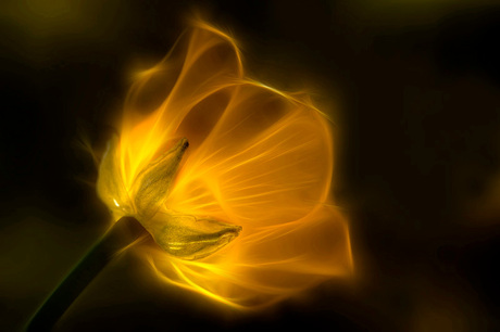 flower of light