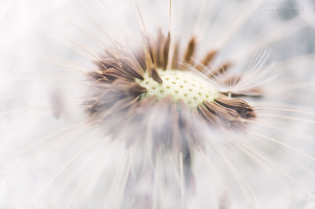 Paardenbloem