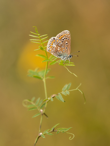 Beautiful Little Butterfly