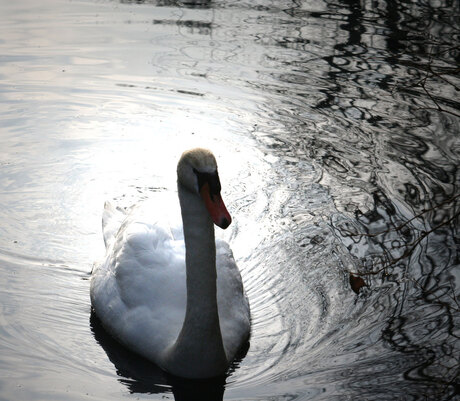 Zwaan in 's Graveland