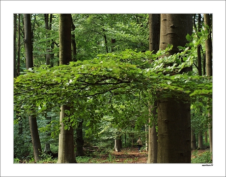 door de bomen...