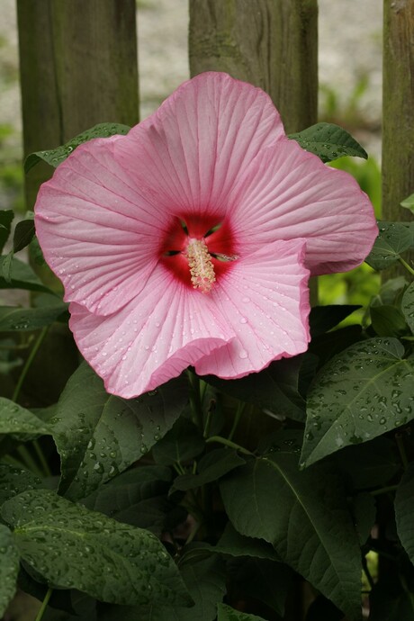 de grootste bloem in de tuin