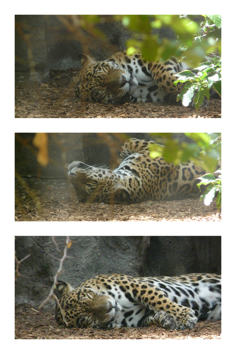 Luie Jaguar