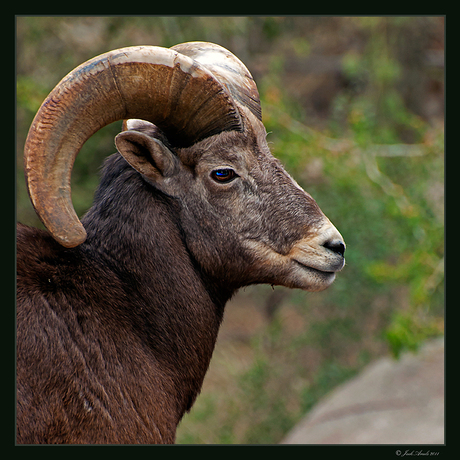 Burgers Zoo - Dessert