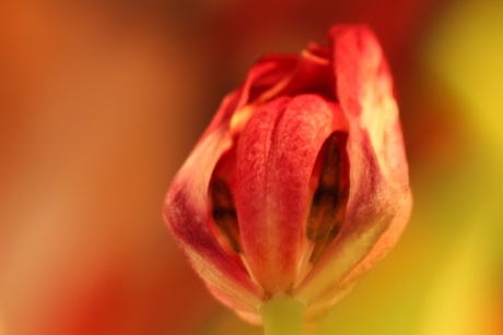 tulp