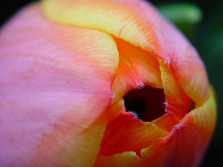 Tulp