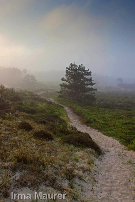 duinen in de ochtend