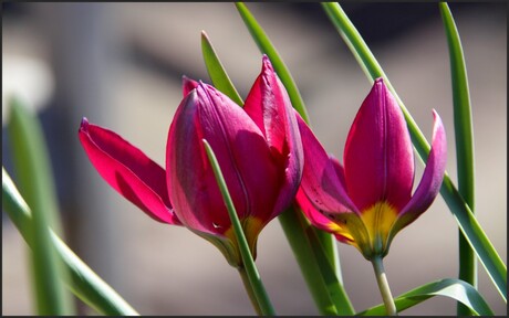 Tulipa humilis Odalisque