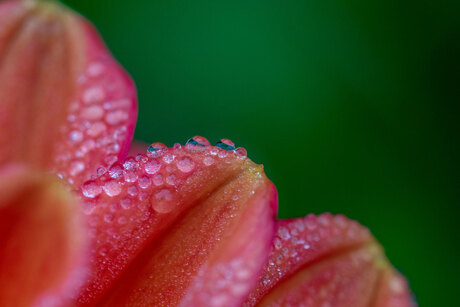 dahlia blad met druppels