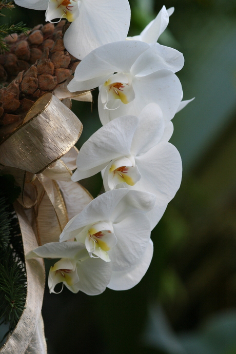 Orchideeen