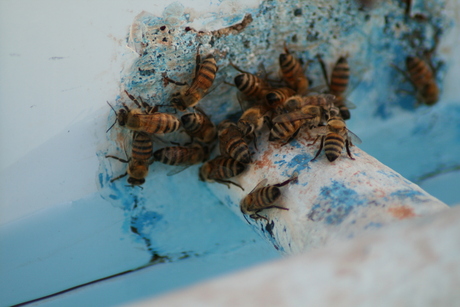 Bijen bij het zwembad