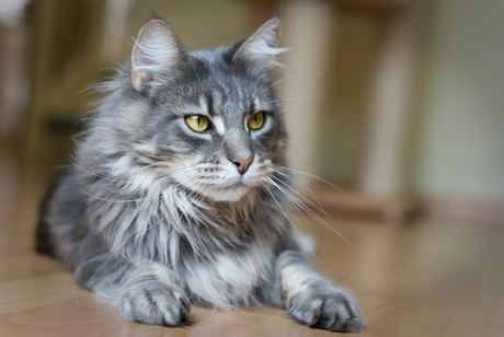 Maine Coon Finley