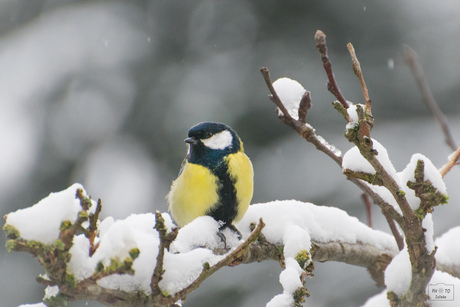 Meesje in de sneeuw