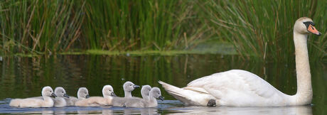 Ma Zwaan met kroost.