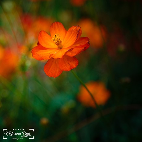 Orange Cosmos