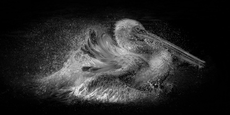 Pelican splash