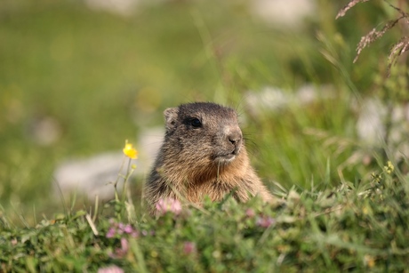 Bergmarmot
