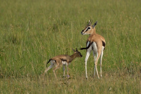 Thomson gazelle - Kenia 2014
