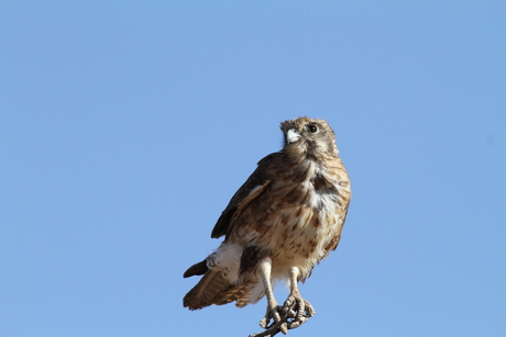 Roofvogel