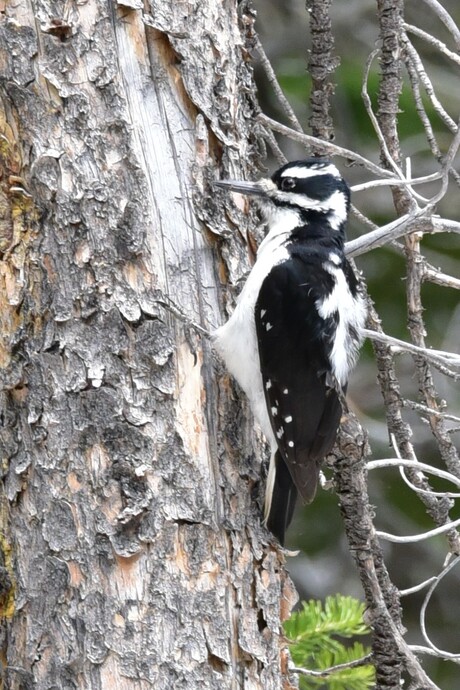 Hairy Woodpecker (Leuconotopicus)