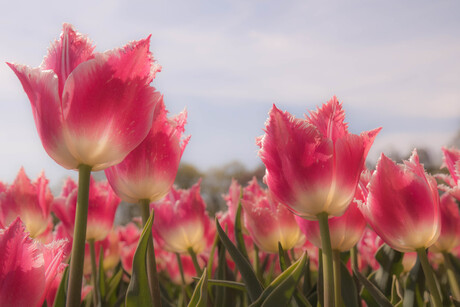 Soft Tulips