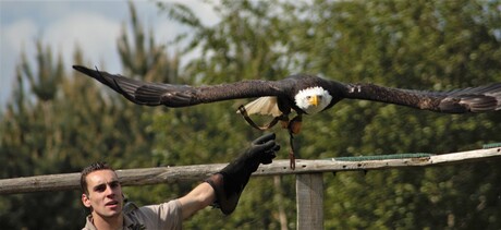 flight of the Eagle