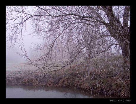 Boom in de mist