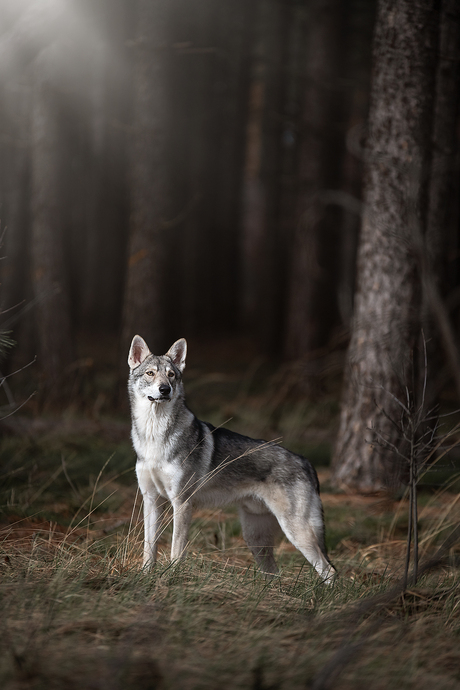 saarloos wolfshond