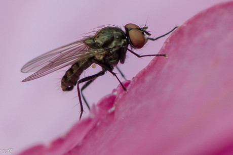 Pink Fly