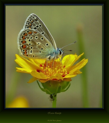 Icarus blauwtje (nu wel)