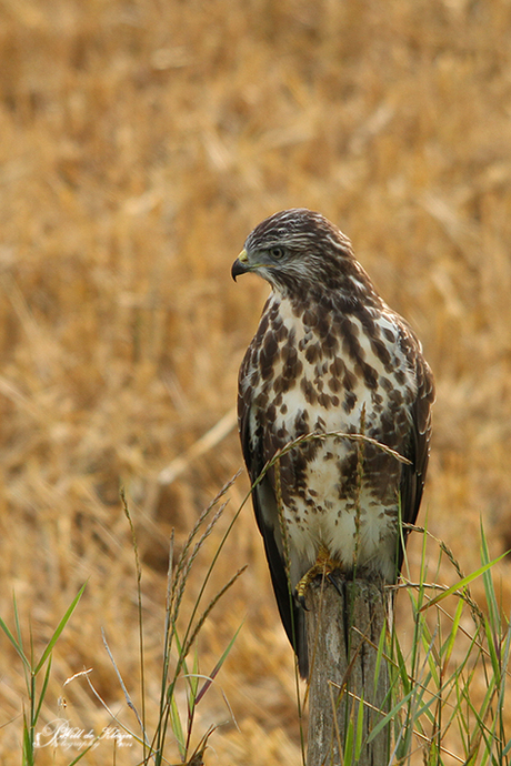 Buizerd