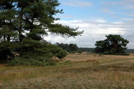 Eindeloze Veluwe 7