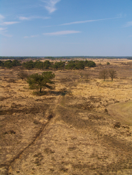 kalmthoutse heide