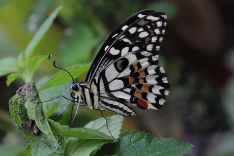 papilio demoleus