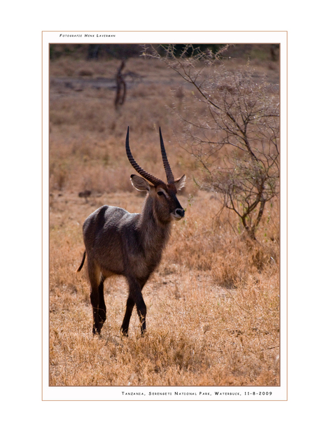 Waterbuck, Serengeti