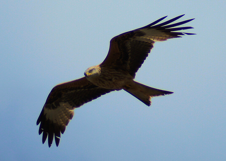 Red Kite (Rode Wouw)