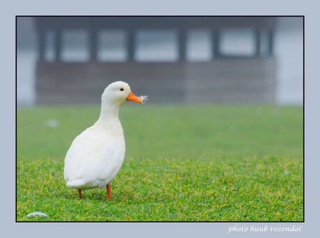 duckie half in de mist