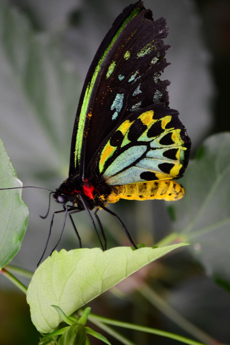 vlinder op blad