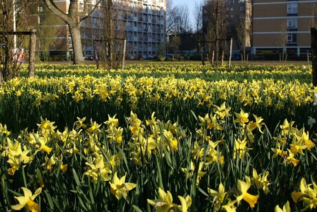 Waldeck, Den Haag