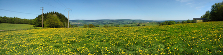 Ardennen bloemenweide